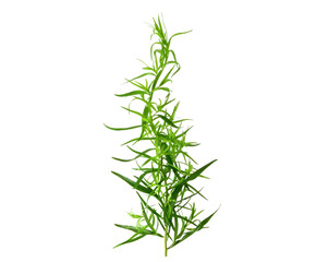 Tarragon or Estragon (Artemisia dracunculus) Herbal Plant. Isolated on White.