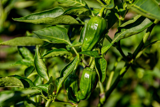 padron peppers on the plant, organic farming
