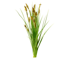 Carex (True Sedges) Flowering Grass Plant. Isolated on White. - obrazy, fototapety, plakaty