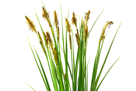 Closeup on Carex (True Sedges) Flowering Grass. Isolated on White.
