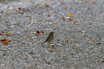Robin sits on the ground looking for food