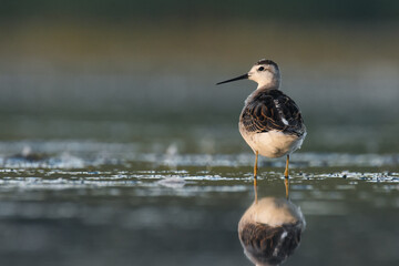 An immature Wilson's Phalarope wades through a marsh on the Colorado prairie.