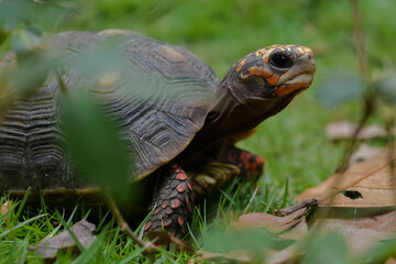 Tortuga