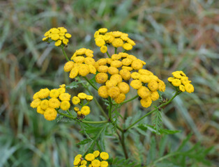 Tansy ordinary blooms in the wild