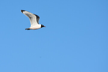 A Franklin's Gull flies over a lake on the Coloardo prairie.