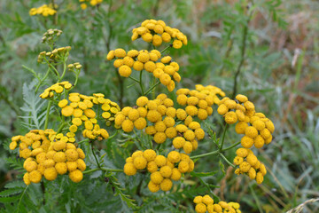 Tansy ordinary blooms in the wild