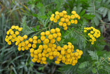 Tansy ordinary blooms in the wild