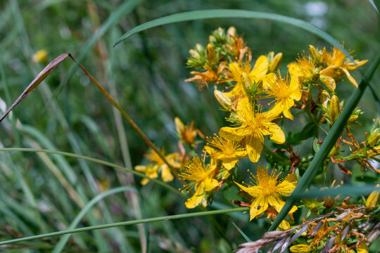 Imperforate St John's-wort, Hypericum maculatum, is also known as spotted St. Johnswort.