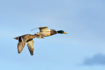 A pair of male and female Mallards fly across a marsh in Coloardo.