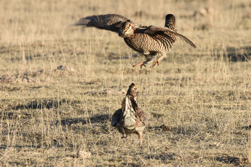 A male Greater Prairie-Chicken displays for females on the Coloraod prairie.