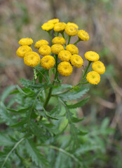 Tansy ordinary blooms in the wild