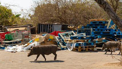warthogs in the garbage