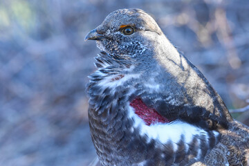 A male Dusky Grouse displays for females in Colorado's Rocky Mountains.