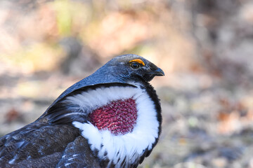 A male Dusky Grouse displays for females in Colorado's Rocky Mountains.