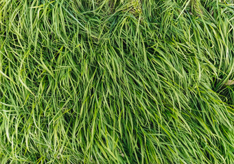 Fototapeta premium The texture of long, tall green grass, close-up, wet with dew. Photography, copy space
