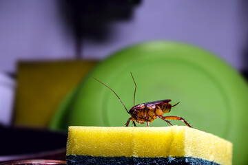 cockroach walking on a washing sponge in the kitchen sink with dirty dishes. Insect contamination and pest concept