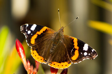 Schmetterling Admiral