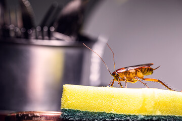 cockroach walking on a washing sponge in the kitchen sink with dirty dishes. Insect contamination and pest concept - obrazy, fototapety, plakaty