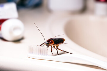 American cockroach feeding on toothbrush. Night insect indoors, concept of pest control and bacterial contamination - obrazy, fototapety, plakaty