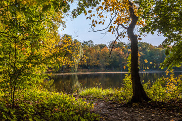 Autumn trees alley with colorful leaves in the park