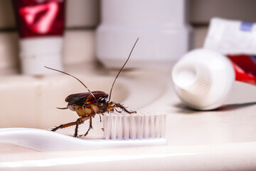 American cockroach feeding on toothbrush. Night insect indoors, concept of pest control and bacterial contamination