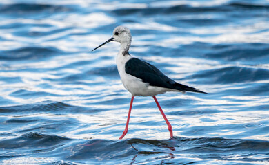 Black-winged stilt (himantopus himantopus) in Albufera of Valencia natural park.