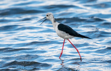 Black-winged stilt (himantopus himantopus) in Albufera of Valencia natural park.