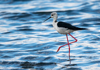 Black-winged stilt (himantopus himantopus) in Albufera of Valencia natural park.