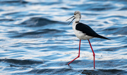 Black-winged stilt (himantopus himantopus) in Albufera of Valencia natural park.