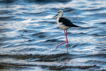 Black-winged stilt (himantopus himantopus) in Albufera of Valencia natural park.