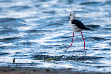 Black-winged stilt (himantopus himantopus) in Albufera of Valencia natural park.