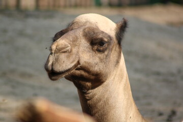 close-up of a camel's head