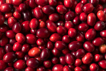 Raw Red Organic Cranberries