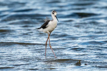 Black-winged stilt (himantopus himantopus) in Albufera of Valencia natural park.