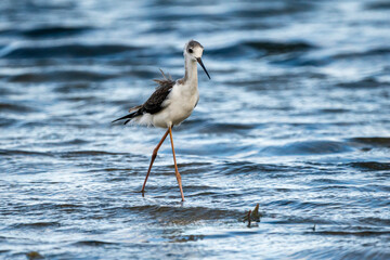 Black-winged stilt (himantopus himantopus) in Albufera of Valencia natural park.