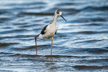 Black-winged stilt (himantopus himantopus) in Albufera of Valencia natural park.
