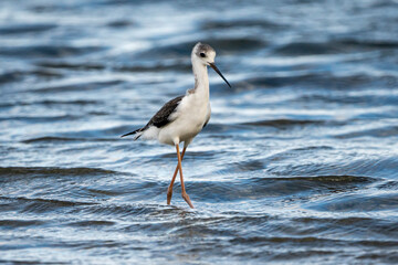 Black-winged stilt (himantopus himantopus) in Albufera of Valencia natural park.