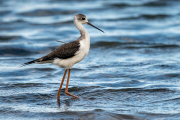 Black-winged stilt (himantopus himantopus) in Albufera of Valencia natural park.