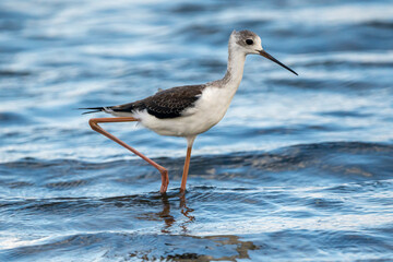 Black-winged stilt (himantopus himantopus) in Albufera of Valencia natural park.