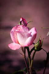Fototapeta premium FLOR ROSA CON PÉTALOS EN PARQUE DE MADRID EN ESPAÑA