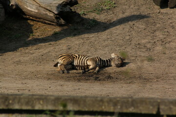 Fototapeta na wymiar little Zebra is sleeping
