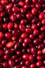 Raw Red Organic Cranberries