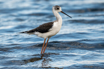 Black-winged stilt (himantopus himantopus) in Albufera of Valencia natural park.