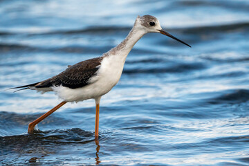 Black-winged stilt (himantopus himantopus) in Albufera of Valencia natural park.