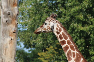 giraffe head close up
