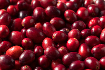 Raw Red Organic Cranberries