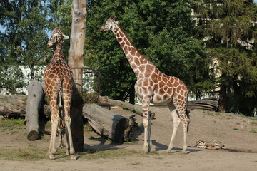 chewing giraffe