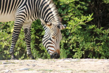 Fototapeta na wymiar close-up of a Zebra's head