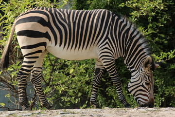Fototapeta na wymiar full-length Zebra