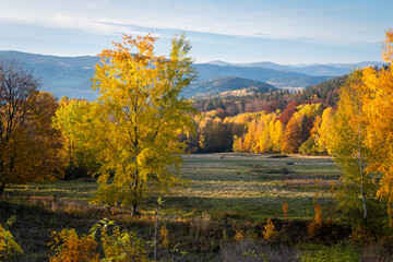 Fototapeta na wymiar perfect autumn weather and condition, colorful landscape in evening light, yellow and orange trees in the valley of mountains, beautiful bohemian forest, czech republic